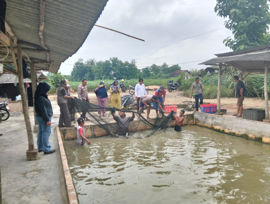Panen Lele Program Ketahanan Pangan Melalui Bumkam Banjar Dewa Tahun 2025